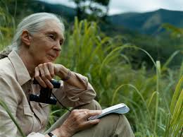 Jane Goodall observing